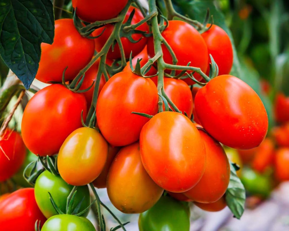 Tomato Seeds – Italian Roma
