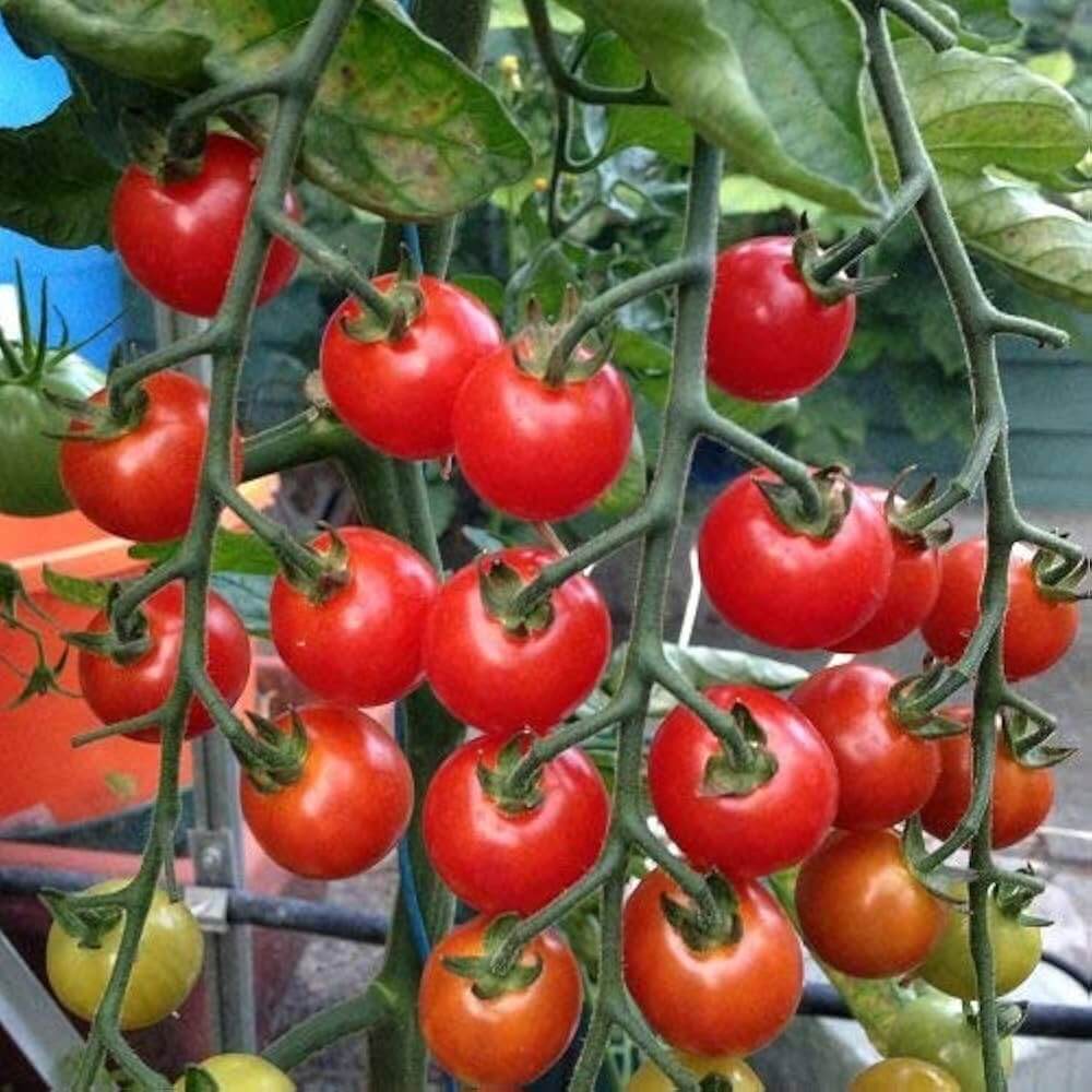 Tomato Seeds – Kremenchugskiy