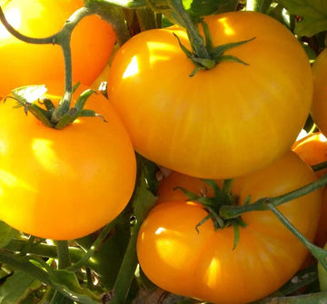 Tomato Seeds – Light Yellow Giant