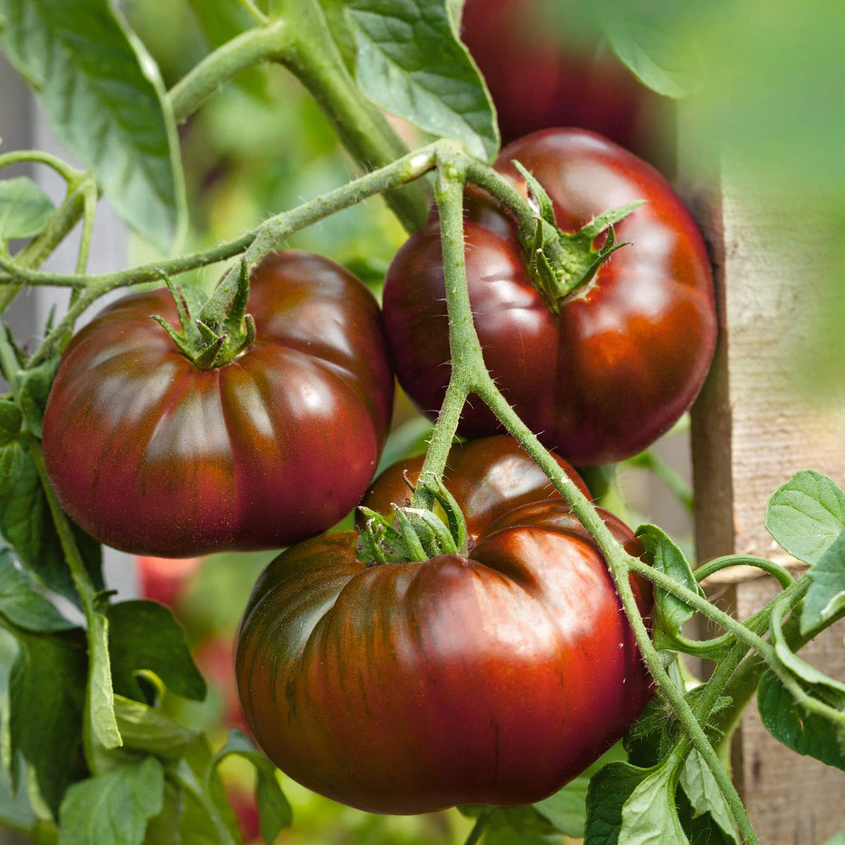 Tomato Seeds – Marron Green