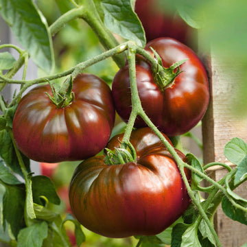 Tomato Seeds – Marron Green