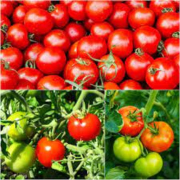 Tomato Seeds – Mixed 