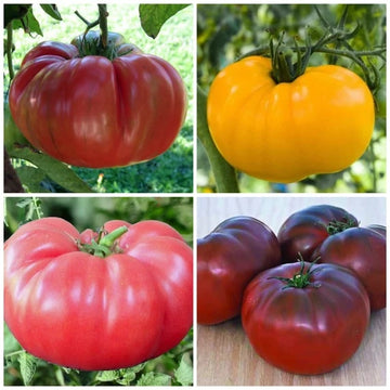 Tomato Seeds – Mixed Giant