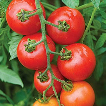 Tomato Seeds – Mountain