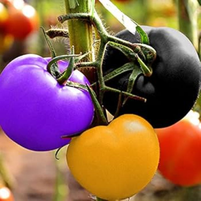 Tomato Seeds – Multi-Colour