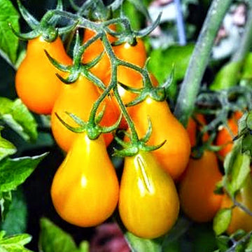 Tomato Seeds – Orange Roma