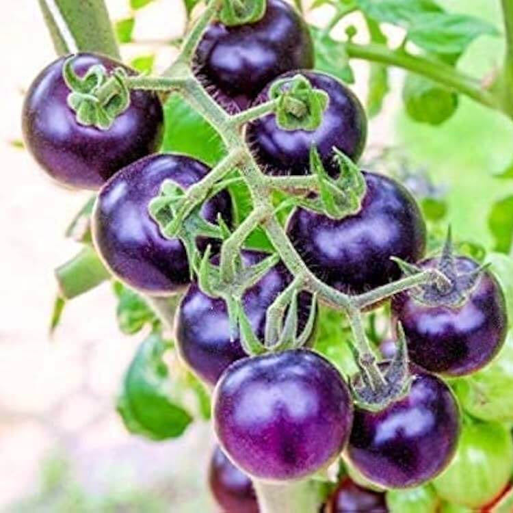 Tomato Seeds – Organic Purple Cherry