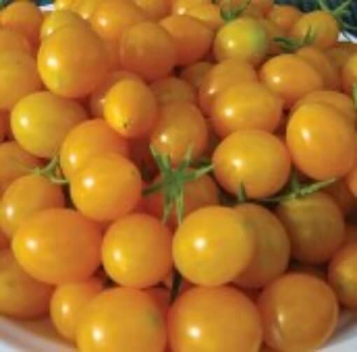 Tomato Seeds – Papadennis