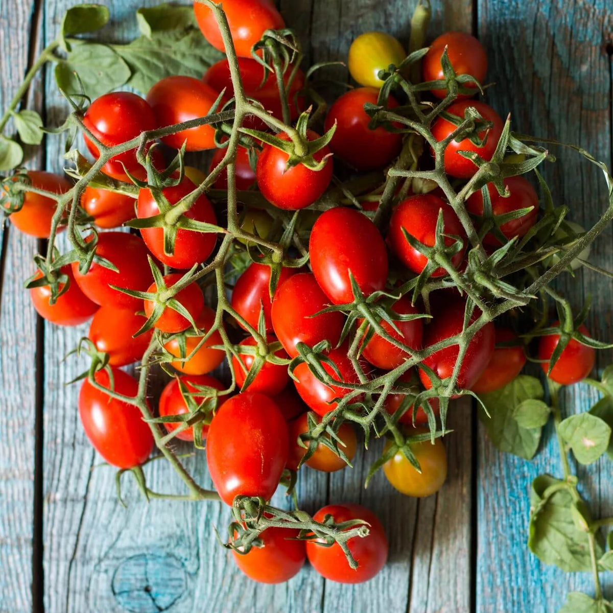 Tomato Seeds – Piennolo