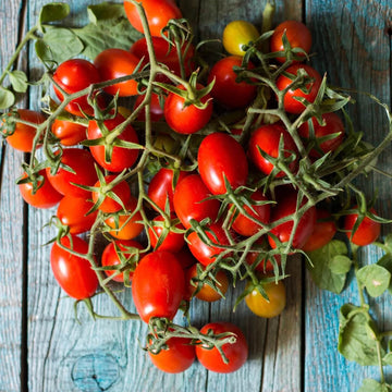 Tomato Seeds – Piennolo