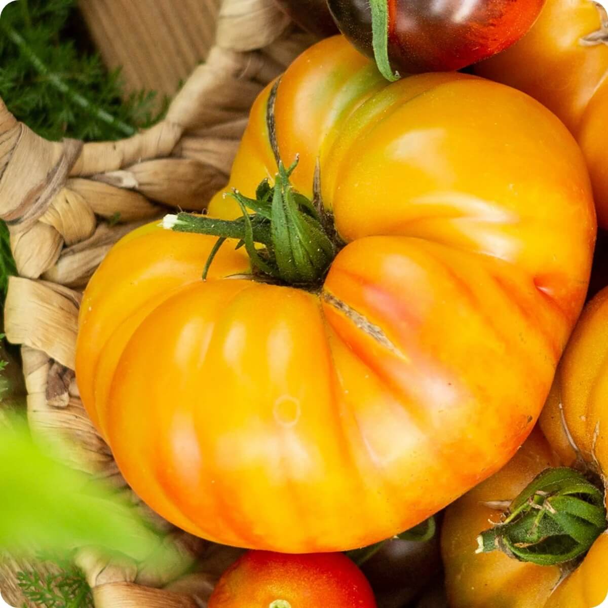 Tomato Seeds – Pineapple