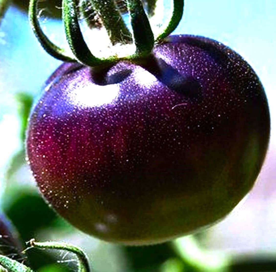 Tomato Seeds – Purple
