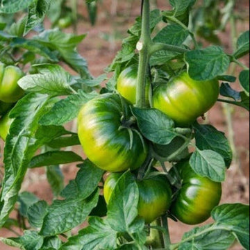 Tomato Seeds – RAF