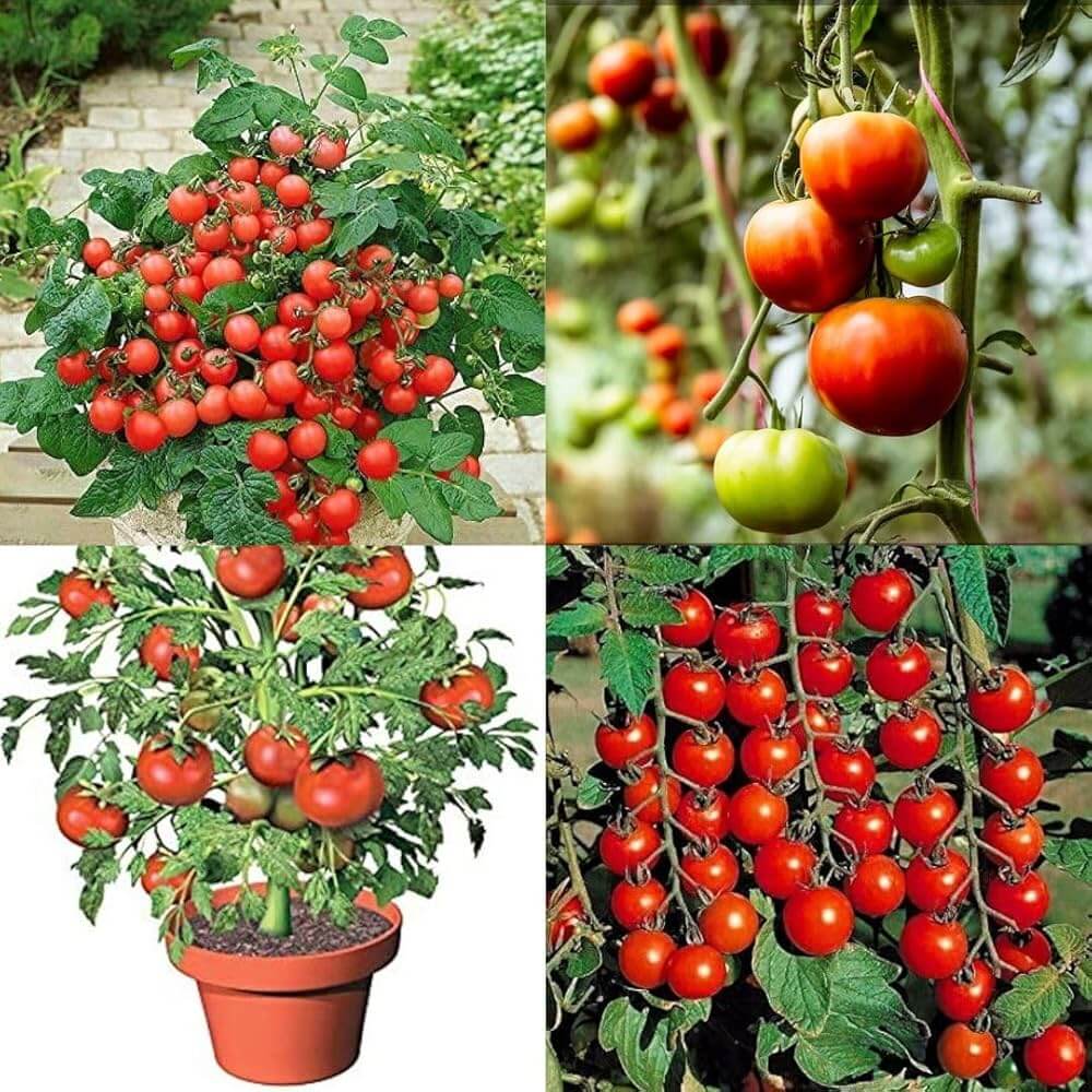 Tomato Seeds – Red Bell