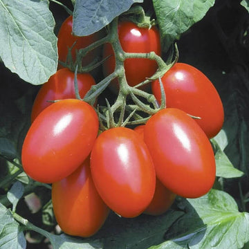 Tomato Seeds – Red Juliet