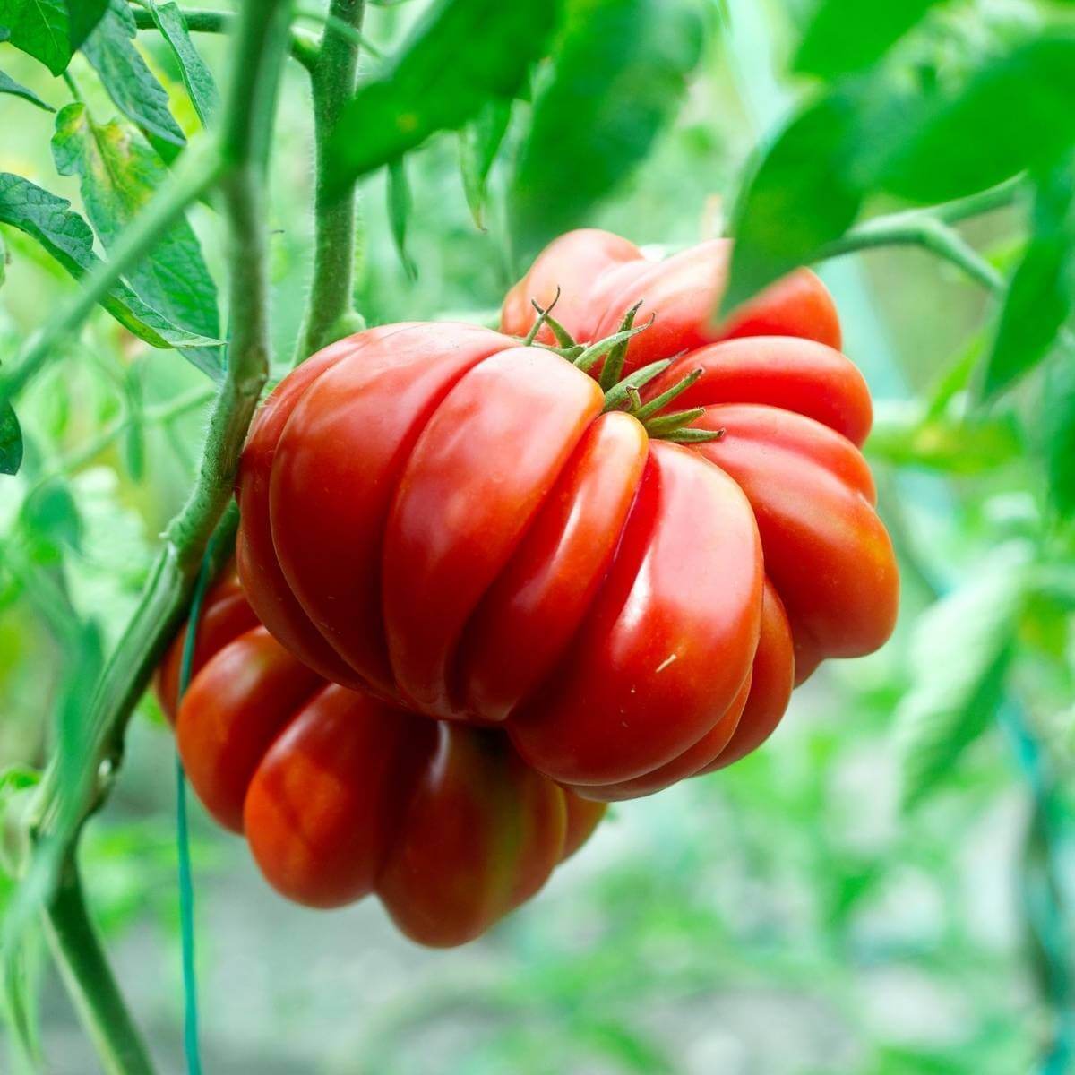 Tomato Seeds – Red Santorini