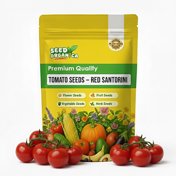 Tomato Seeds – Red Santorini