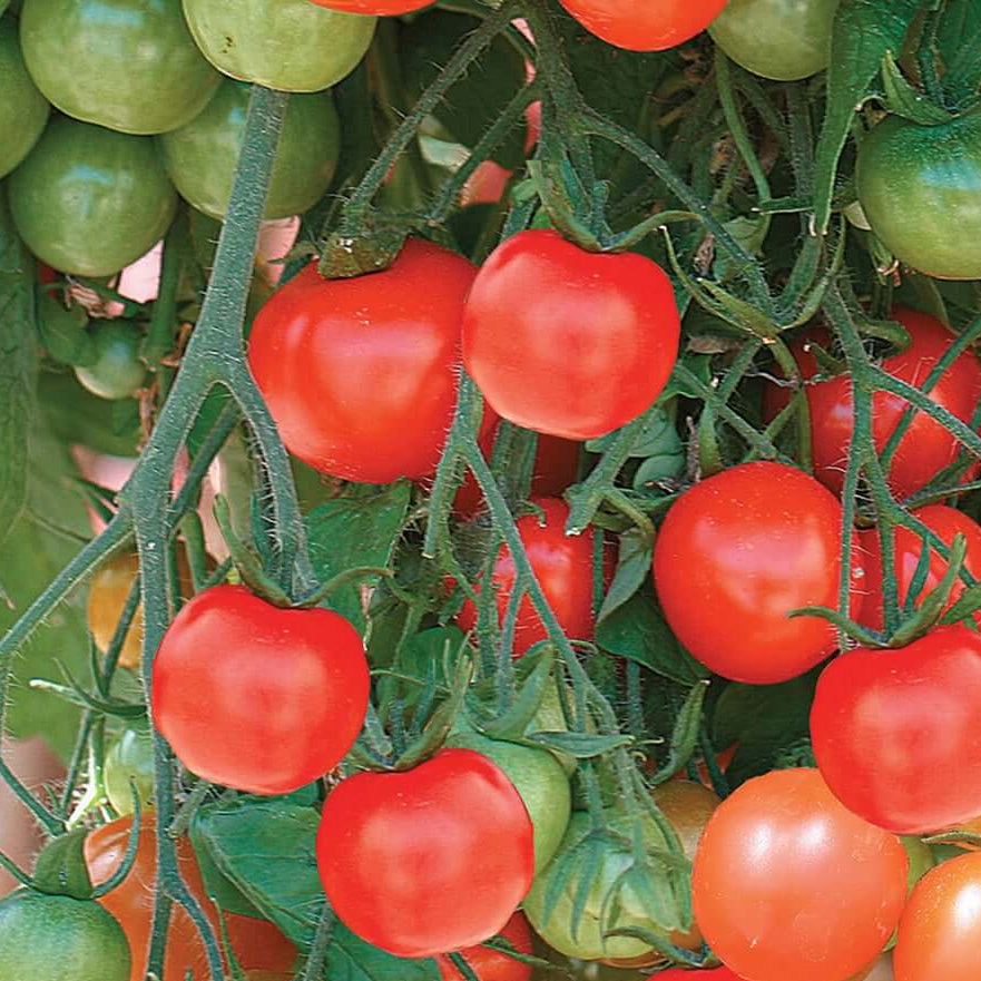 Tomato Seeds – Red Tumbler