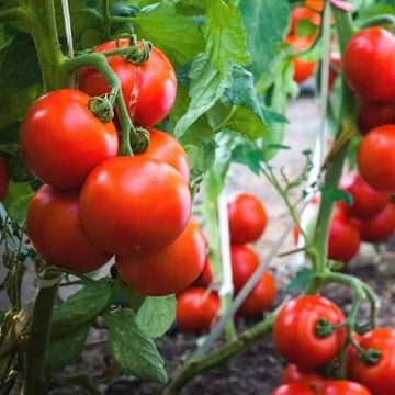 Tomato Seeds – Reisenden