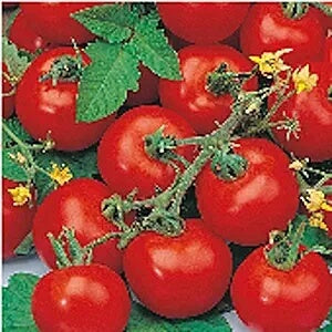 Tomato Seeds – Sub Arctic Plenty