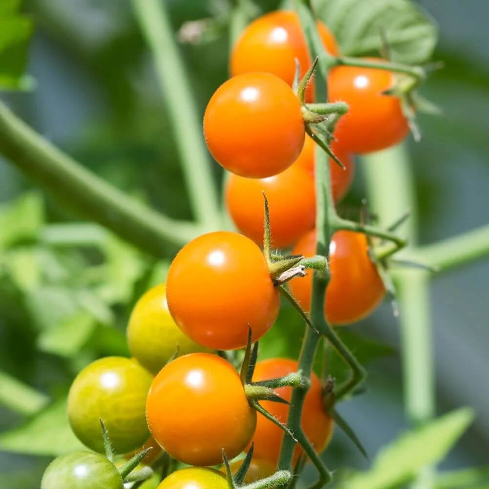 Tomato Seeds – Sun Gold Cherry
