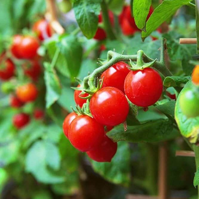 Tomato Seeds – Tiny Tim