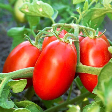 Tomato Seeds – Trip-L-Crop