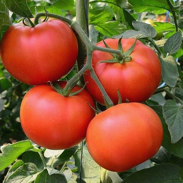 Tomato Seeds – Vecchio Wyandotte Unique
