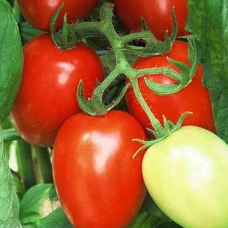 Tomato Seeds – Viva Italia