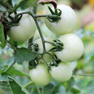 Tomato Seeds – White