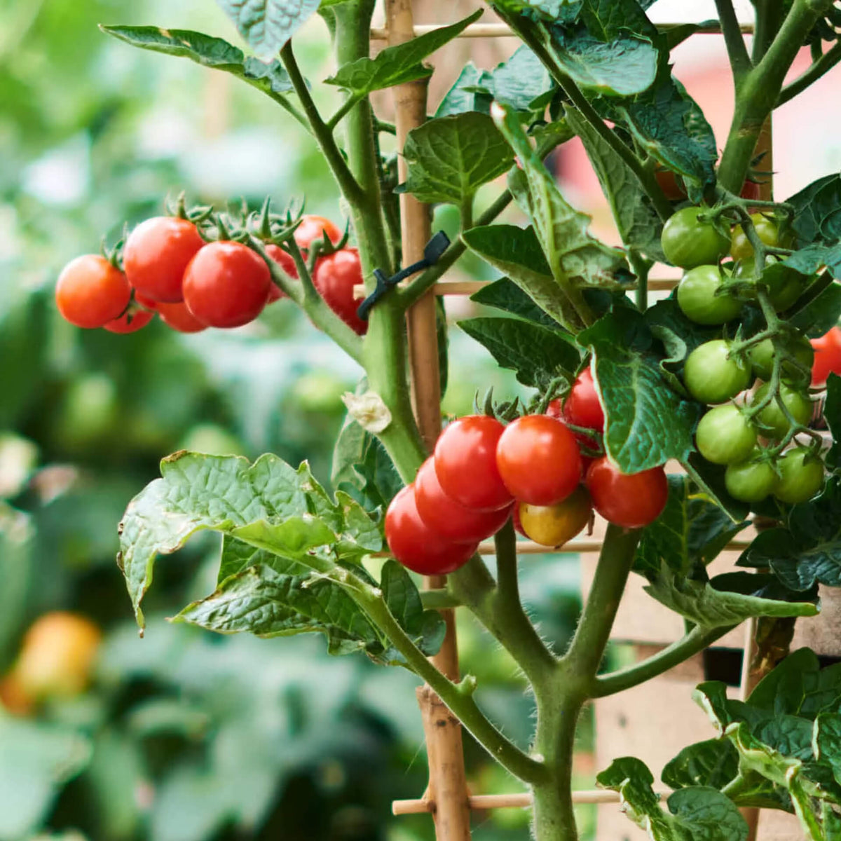 Tomato Seeds for Planting