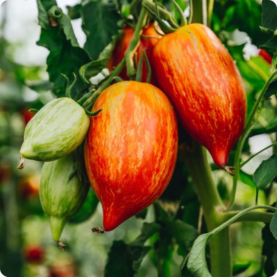 Tomato Seeds – Speckled Roma