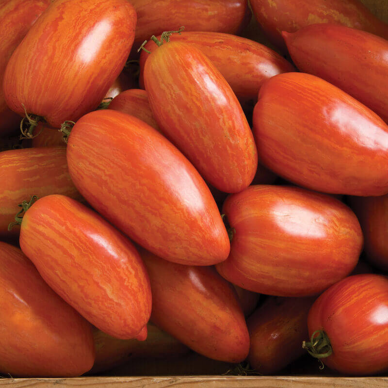 Tomato Seeds – Speckled Roma