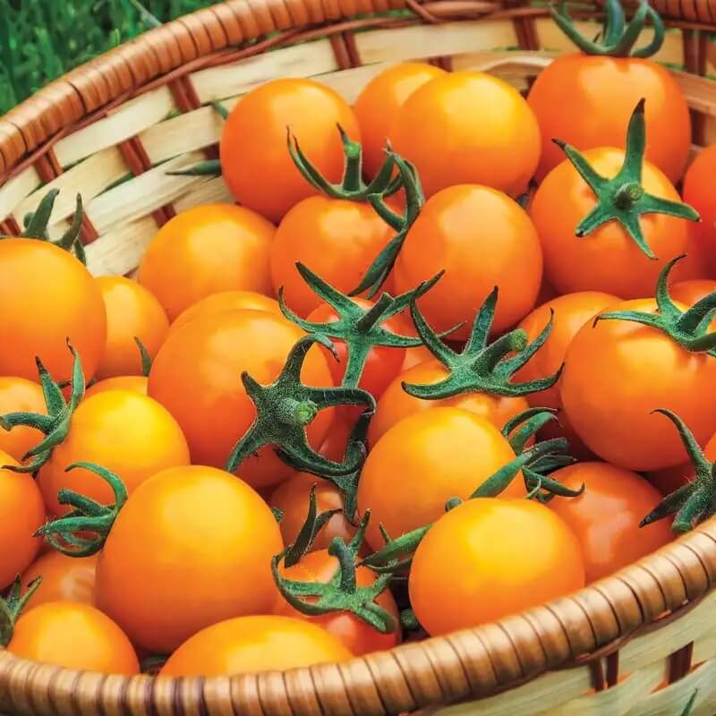 Tomato Seeds – Sungold