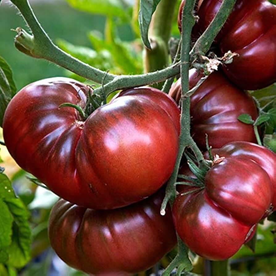 Tomato Seeds – Truffle Black