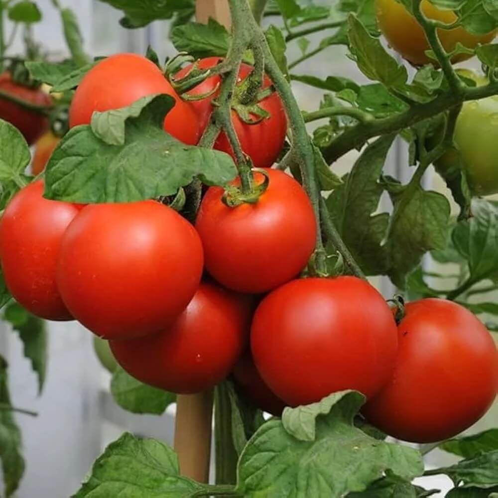 Tomato Seeds – Vecchio Wyandotte Unique