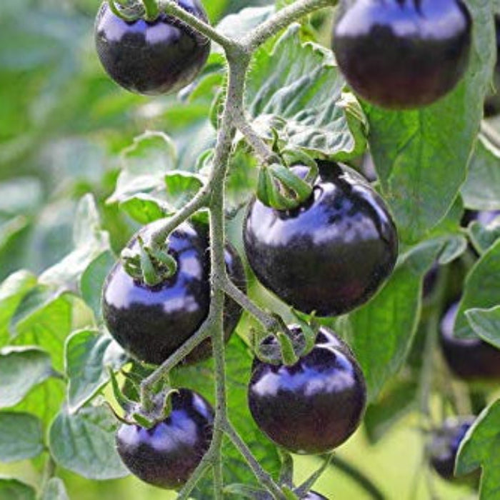 Tomato Seeds – Violet