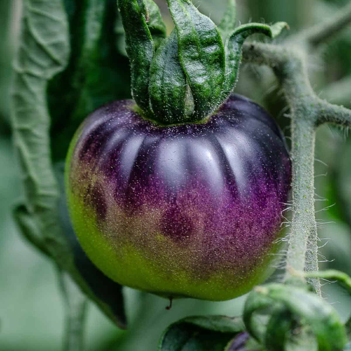 Tomato Seeds – Violet Green