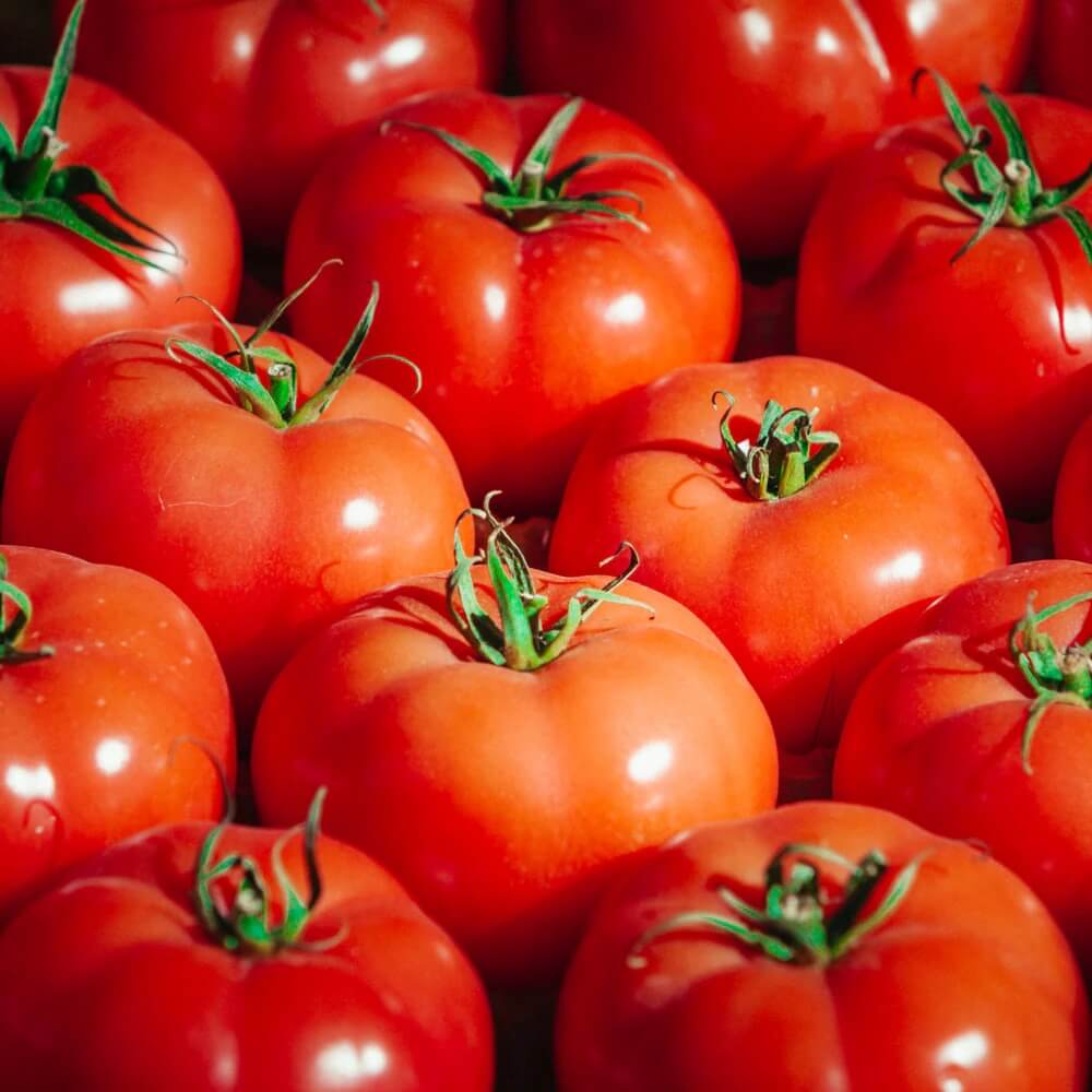 Tomato Seeds – Whopper