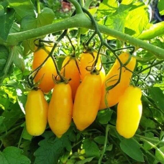 Tomato Seeds – Yellow Banana