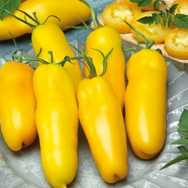 Tomato Seeds – Yellow Banana