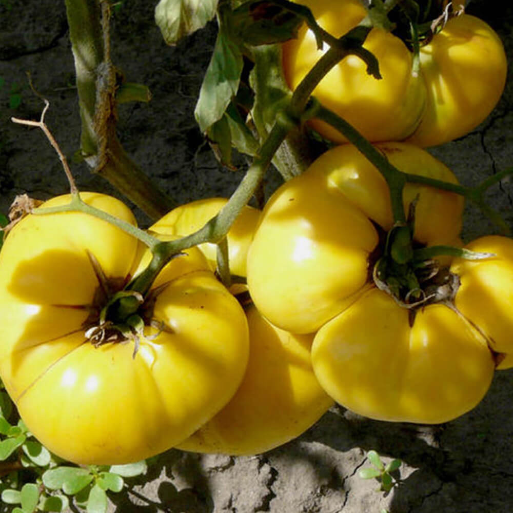 Tomato Seeds – Yellow Dixie Golden Giant