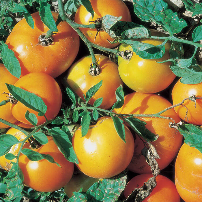 Tomato Seeds – Yellow Giant Belgium