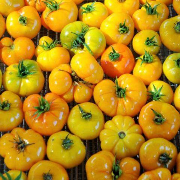 Tomato Seeds – Yellow & Orange Big