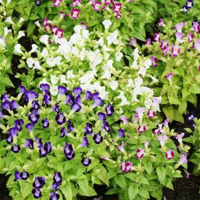 Torenia Seeds – Colorful Displa