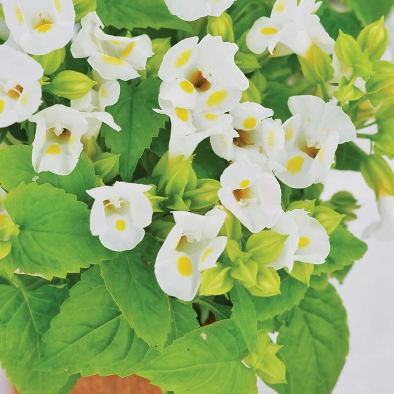 Torenia Seeds – Kauai Lemon Drop
