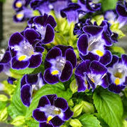 Torenia Seeds – Deep Blue
