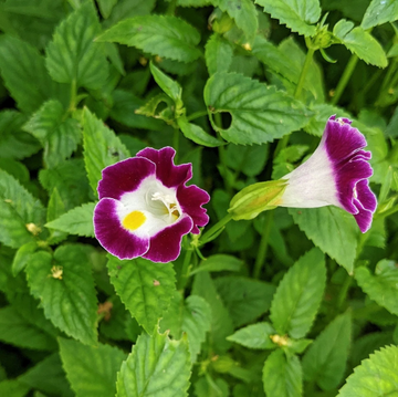 Torenia Seeds – Fournieri
