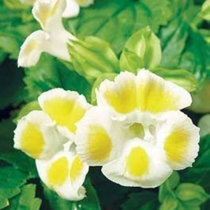 Torenia Seeds – Lemon Drop
