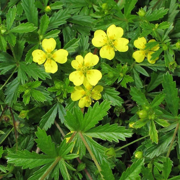 Tormentil Seeds – Hardy Perennial Ground Cover
